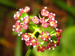 Cymopterus