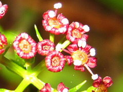 Cymopterus