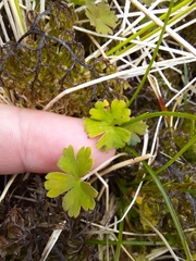 Geranium microphyllum