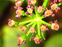 Cymopterus