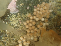 Sepioloidea pacifica