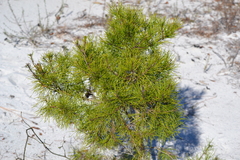 Pinus clausa