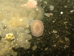 Atalacmea multilinea