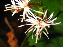 Ainsliaea acerifolia