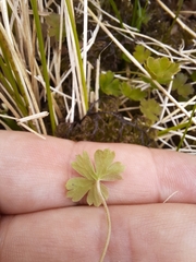 Geranium microphyllum