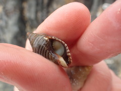 Maoricrypta sodalis