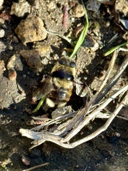Cephenemyia