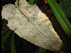 Saussurea gracilis