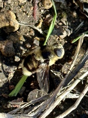 Cephenemyia