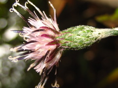Saussurea gracilis