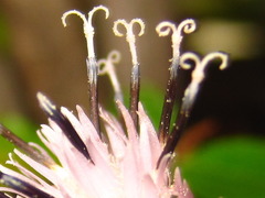 Saussurea gracilis