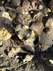 Cephenemyia