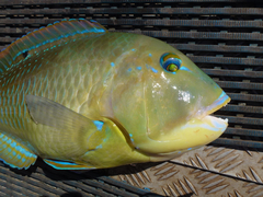 Choerodon schoenleinii