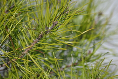 Pinus clausa