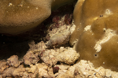 Sepia bandensis