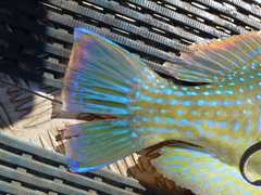 Choerodon schoenleinii