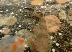 Diplocrepis puniceus