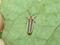Photinus
