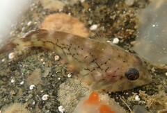 Diplocrepis puniceus