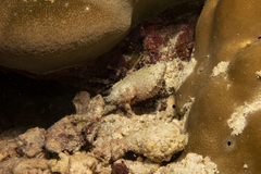 Sepia bandensis
