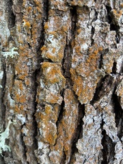 Trentepohlia