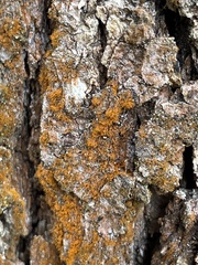 Trentepohlia