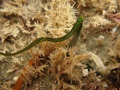 Eulalia