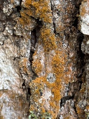 Trentepohlia