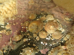 Sigapatella novaezelandiae