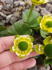 Ranunculus pinguis