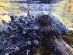 Macroctopus maorum