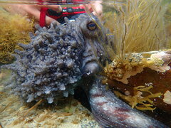 Macroctopus maorum