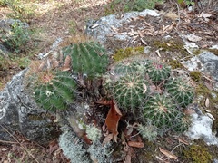 Ferocactus reppenhagenii