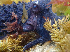 Macroctopus maorum
