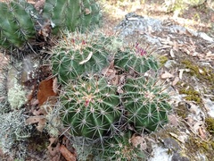 Ferocactus reppenhagenii