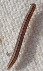 Brachyiulus