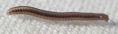 Brachyiulus