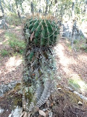 Ferocactus reppenhagenii