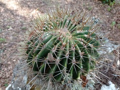 Ferocactus reppenhagenii