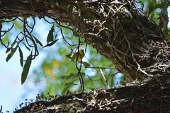 Euphonia violacea