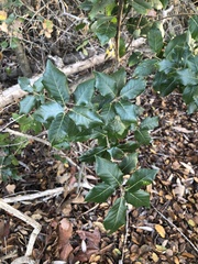 Quercus agrifolia agrifolia