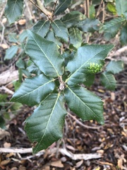 Quercus agrifolia agrifolia