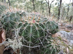 Ferocactus reppenhagenii