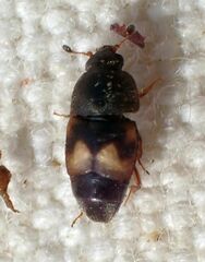 Carpophilus hemipterus