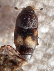 Carpophilus hemipterus