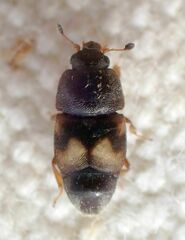 Carpophilus hemipterus