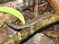 Nactus cheverti