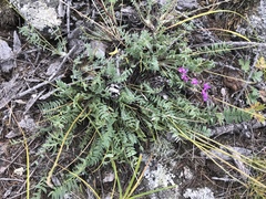 Oxytropis coerulea