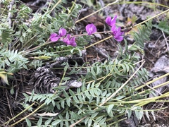 Oxytropis coerulea