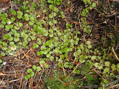 Epilobium pedunculare